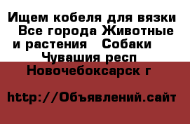 Ищем кобеля для вязки - Все города Животные и растения » Собаки   . Чувашия респ.,Новочебоксарск г.